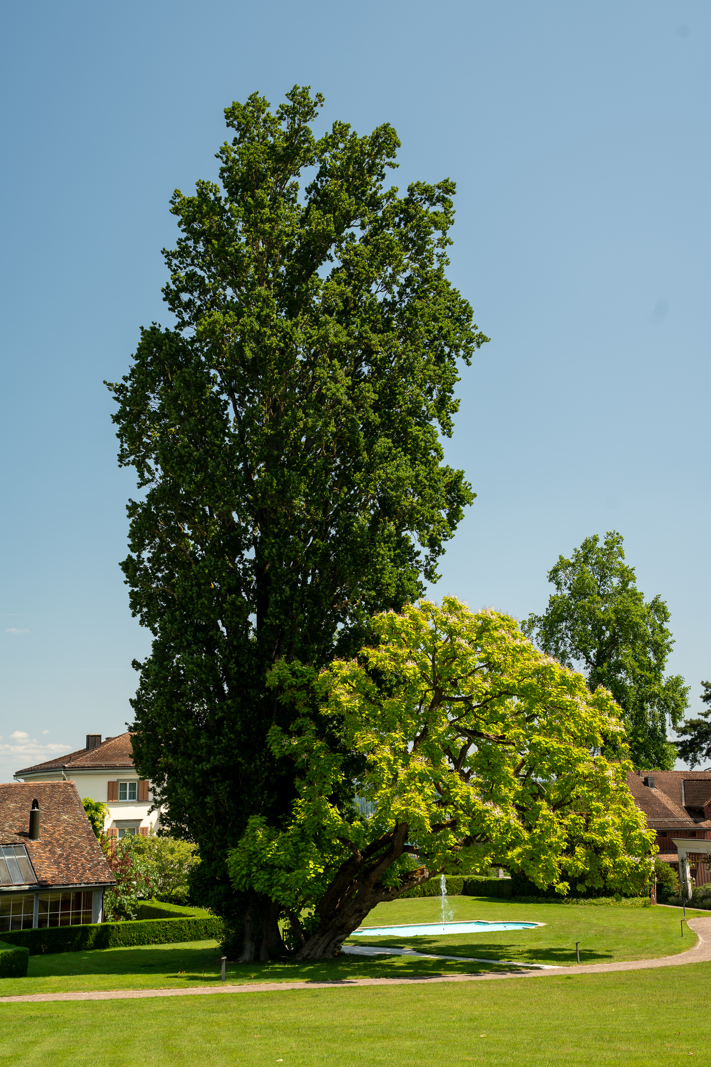 Baumbestand im Park Lilienberg